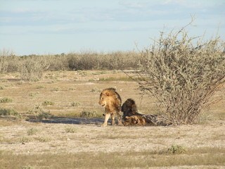 Reisen, Tiere, Landschaften