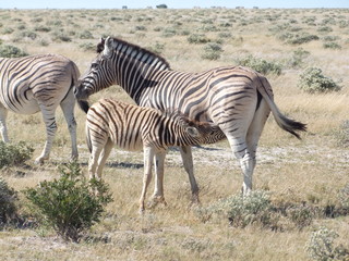Obraz premium Reisen, Tiere, Landschaften
