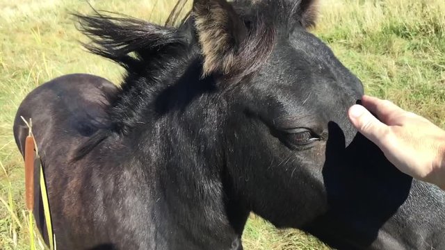 Slow motion of hand petting black horse in field before camera pans back to pack of other horses off in the distance.  