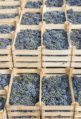 Ripe grapes in wooden boxes ready for wine production