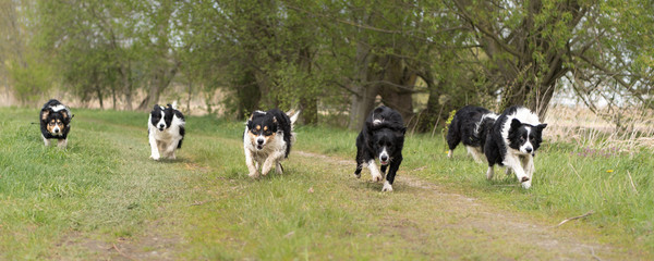 Border Collie - Many dogs run across a path beside a meadow