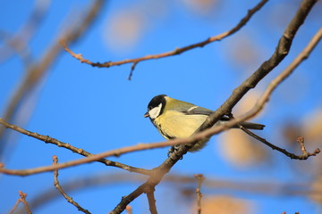 titmouse on a branch
