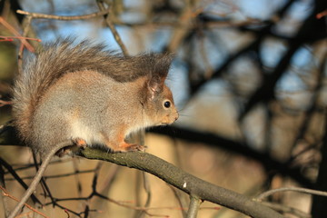 Naklejka na ściany i meble furry red squirrel in the park
