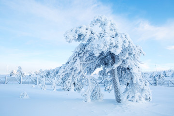 A Tree Covered With Heavy Snow with Blue Sky In Lapland Finland, Northern Europe, Beautiful Snowy...