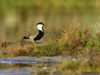 Spur-winged Lapwing Foraging on the Pond in Early Morning Light