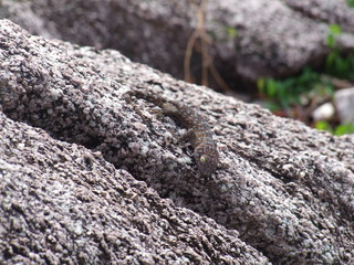 Reisen, Tiere, Landschaft