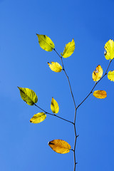 green and yellow leaves in the fall
