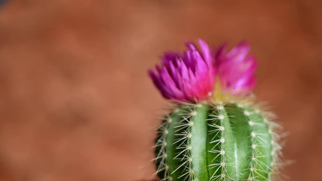Green cactus with sharp needles and pink purple flower spins on brown background. Concept of cactus protection from electro-radiation in office on workplace with PC or laptop