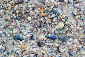 Seashells and clams on coastal sands