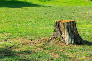 Tree stump