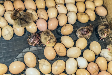 Chicken eggs with hatching small chickens in a home farm incubator