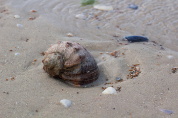 Big seashell on coastal sands, sandy beach seascape