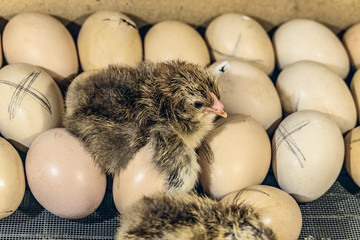 Newborn chick lying on chicken eggs in an incubator