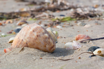 Obraz na płótnie Canvas Big seashell, clams on coastal sands, sandy beach