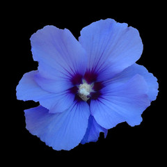Blue hibiskus flower,  isolated on black background. Without a shadow. Suitable for designers.  © naddi
