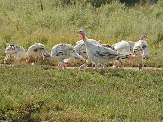 Free range domestic turkeys grazing in pasture on a sunny day © natagri