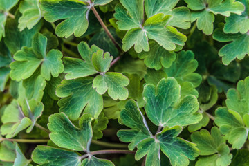 Green leaves of Aquilegia vulgaris. Natural plant background with limited depth of field.