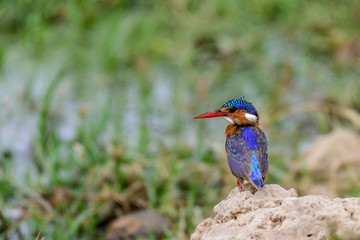 Malachite Kingfisher
