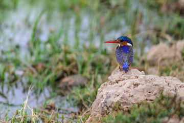 Malachite Kingfisher