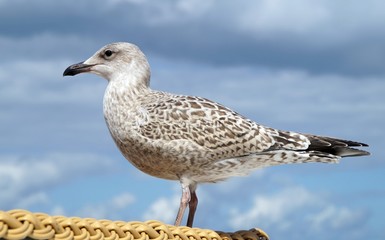 Silbermöve (larus argentatus)