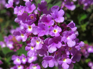 Fototapeta na wymiar flores lilas