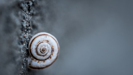 Snail on the wall