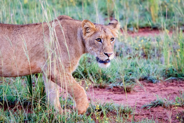 A curious female lion starting the hunt  at an early morning in Murchison Falls national park, Uganda in east Africa. Too bad this park and lake Albert is threatened by the oil industry.