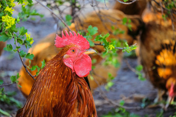 Portrait of a cock meat-egg breed Kuchinskaya jubilee. Rooster and chicken poultry farming.