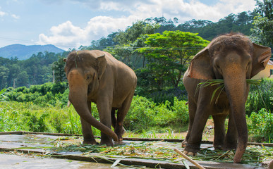 Fototapeta na wymiar feeding elephants on a farm not far from Dalat. Vietnam