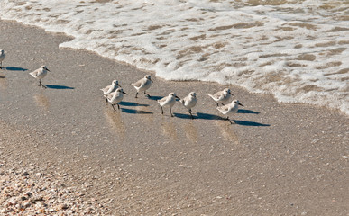 Sandling seabirds marching along a tropical beach at the waters edge of the tropical Gulf of Mexico
