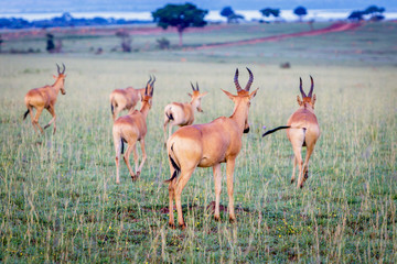 A group of Jackson hartebeest running away after taking a picture on an early morning in Murchison national park in Uganda. Too bad this place is endangered by oil drilling companies