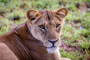 Close up of a beautiful female lion at an early morning in Murchison Falls national park in Uganda.
Too bad this park and lake Albert is threatened by the oil industry.