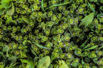 Glechoma hederacea plant background