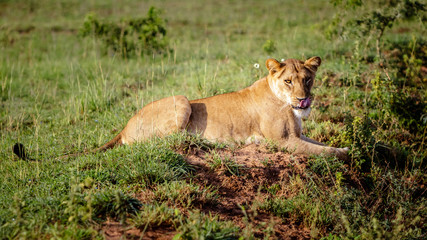 A beautiful female lion enjoying the sun at an early morning in Murchison Falls national park in Uganda.
Too bad this park and lake Albert is threatened by the oil industry.