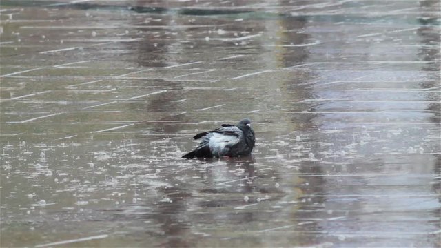 Pigeons Bathe In The Rain,on the square of the city in the rain pigeons bathe