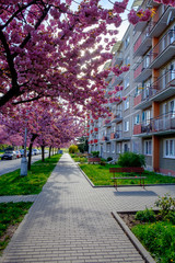Obraz premium Blok of Flat with Cherry Blossom Trees, Czech Republic
