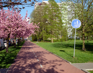 Pathway for bike and cyclists surrounded by Cherry Blossom Tree