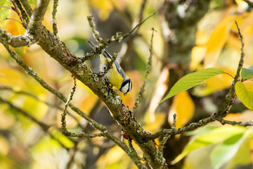 Blue tit bird in a tree