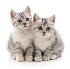Fototapeta na wymiar Two gray striped cats.