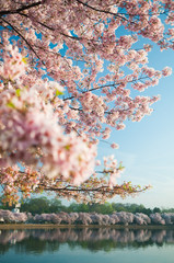 Pink Cherry Blossoms at the Tidal Basin in Washington DC © pxlar8