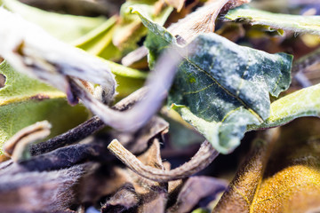 Makro nahaufnahme grüner tee