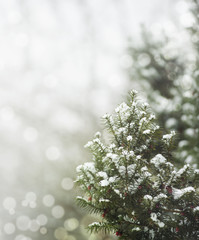 Pine tree under snow