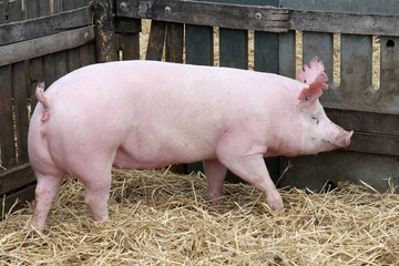 Pig sow runs in the pigpen alone