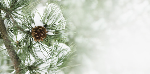 Closeup of pine cone on fir tree branch under snow. Winter holiday banner design with copyspace. Christmas and new year holiday background.