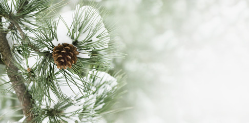 Closeup of pine cone on fir tree branch under snow. Winter holiday banner design with copyspace....