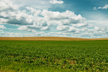 green field, blue sky, white clouds.