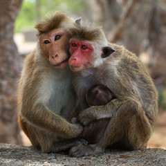 family toque macaque monkeys at Sri lanka
