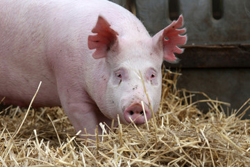 Pig sow posing for camera at rural animal farm summertime