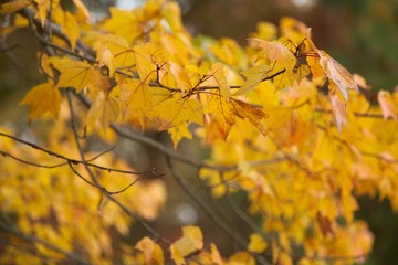 Fototapeta na wymiar fall leaves