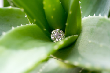 Diamond in the flower
